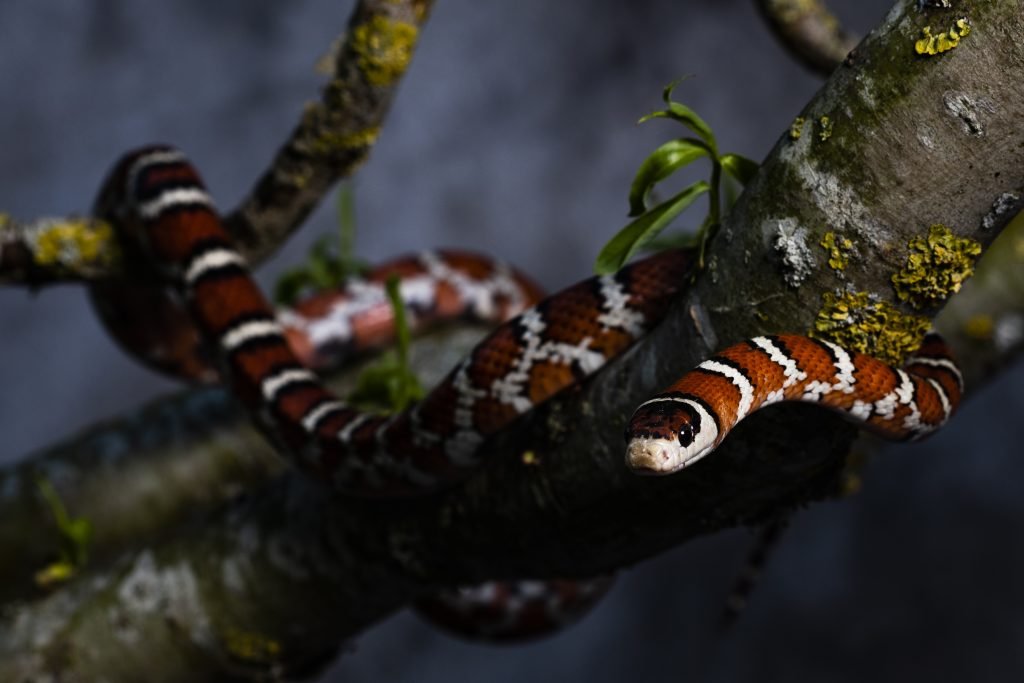 Serpent Lampropeltis pyromelana